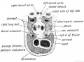 Fig. 205. A section of a human embryo to show the Relationships oJ the Pulmonary Buds at the 4th week.
