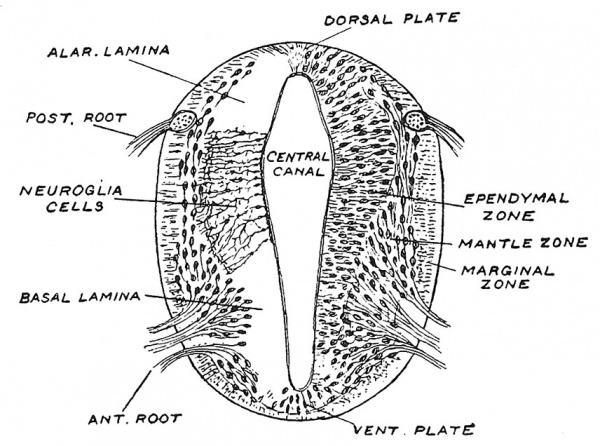 Fig. 75 Section across the developing Spinal Cord at the beginning of the 5th week.
