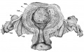 Fig. 5. Uterus about forty days advanced in pregnancy