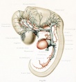 Left profile view human embryo 11.5 mm long]]