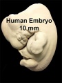 Model Embryo 10mm Movie
