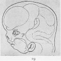 Fig. 19. Reconstruction drawings of the head and brain of later human embryo to show the brain flexures.