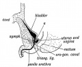 Fig. 93. Section showing the Uro-genital Sinus in the male foetus.