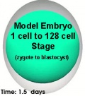 Model embryo to 128 cell stage icon.jpg