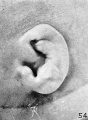 Fig. 54. Embryo No. 1716, 119 mm. Fig. 59. No. 1742, 191.2 mm.
