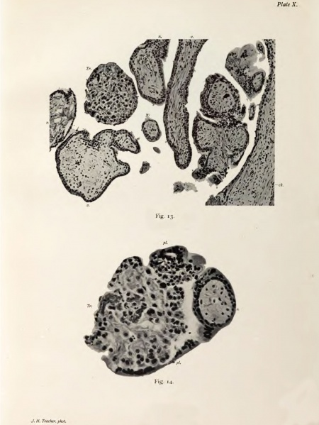 File:Bryce1908 plate10.jpg
