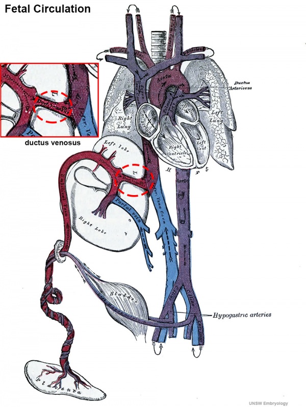 Cardiovascular System - Ductus Venosus - Embryology