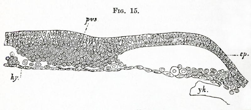 Fig. 15. Transverse section through a blastoderm of about the age represented in flg. 14, shewing the flrst differentiation of the primitive streak.