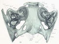 Fig. 16. Dorsal view of temporal and occipital cartilages, showing the relation of the inner ear to the otic capsule.