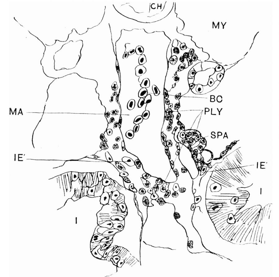 Paper - Development of the spleen - Embryology