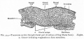 Fig. 373. Transverse section through dorsal part of embryo of frog (Rana fusca).