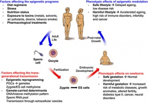 Epigenetic factors Influencing Human Development.jpg