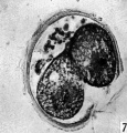 Figs. 6, 7. Two consecutive sections through the two-cell ovum shown in fig. 5. x 520.