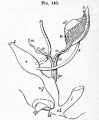 Fig. 140. Diagram of the urinogenital organs of a mammal at an early stage.