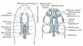 Cartilaginous cranium (chondrocranium)