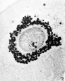 Fig. 2. Ovarian egg from the ovary of doe mated 2 hours previously.