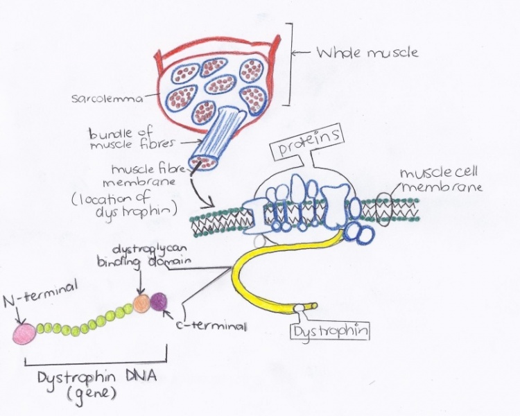 File:Dystrophin within the plasma membrane of muscle fibres.jpg