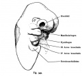 Fig. 349. Head of an Human embryo of 8.3 mm CRL (late 4th or early 5th week) in half-profile