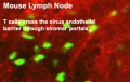 Mouse adult lymph node 06.jpg