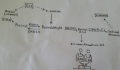Fig 12 Retinoic Acid activation pathway Z5076466 - Student Image Ref, copyright and student template OK. This image required a better Description