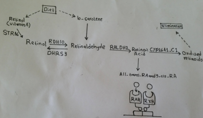 File:Retinoic Acid activation pathway.png