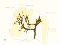 Streeter1921 fig15.jpg