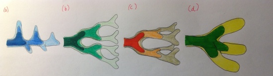 Four Models of Lung Branching.jpg