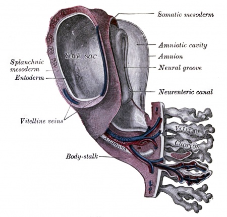 BGDA Practical Placenta - Villi Development - Embryology