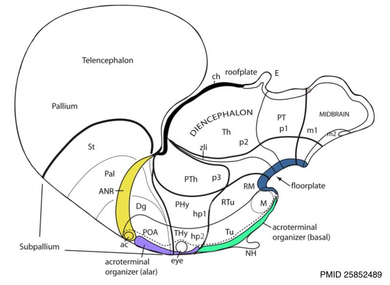 File:Hypothalamus model 01.jpg
