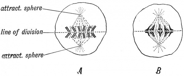 Fig. 10 Diagram of Karyokinesis in a somatic cell