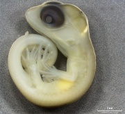 Lizard Development - Embryology