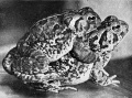Amplexus in the toad Bufo fowleri
