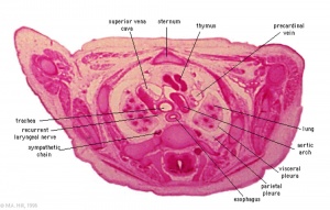 Embryonic thymus