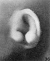 Fig. 36. No. 2095, 52 mm. (R.)