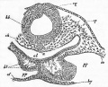 Fig. 41. Transverse section through the posterior part of the head of an embryo chick of thirty hours.