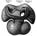 464 Dorsal surface of heart of human embryo of thirty-five days