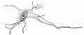 Fig. 7. Neuroglia fibres in adult human spinal cord, showing their relation to 'the protoplasm of the neuroglia cell and its processes.