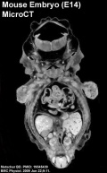 Mouse embryo E14 sectioned microCT icon.jpg