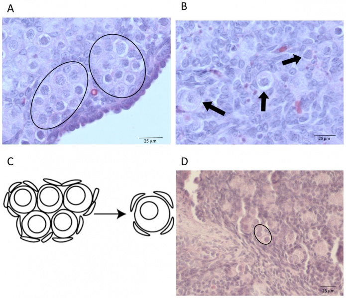 File:Rat ovary follicle development 01.jpg