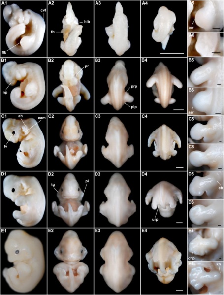 File:Bat-Miniopterus schreibersii fuliginosus Stages 13-17.jpg