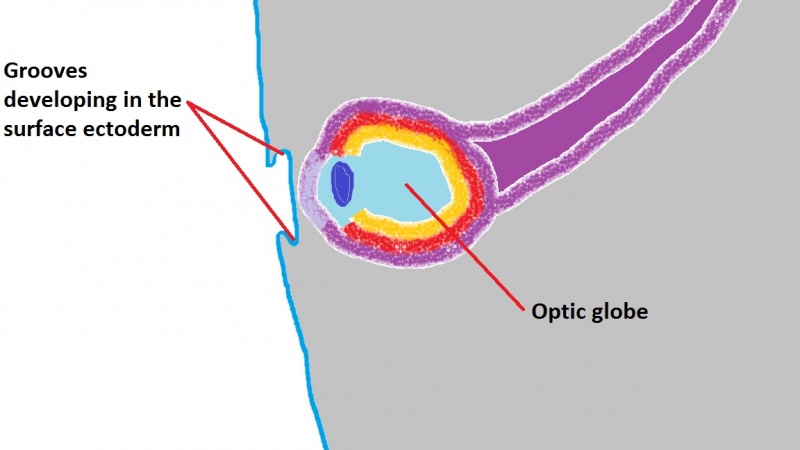 File:Formation of the eyelid 1.jpg