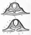 Fig. 31. Two sections of a thirty-six hours' embryo heart shortly after its formation. a is the anterior section.