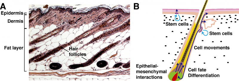 File:Hair follicle cell development.png