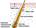 Hair follicle stem cells