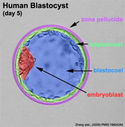 Human embryo day 5 label2.jpg
