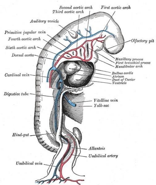 File:Embryonic Cardiovascular System (Drawing).jpg