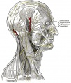 790 The nerves of the scalp face and side of neck
