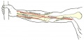 Front of right upper extremity, showing surface markings for bones and nerves.