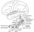 Fig. 46. Showing the Nerve Structures concerned in the Sense of Hearing.