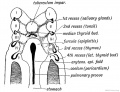 Fig. 204. Floor of the Pharynx and Oesophagus of a human embryo of 3 weeks showing; the Furcula, Pulmonary Groove, and Diverticulum.